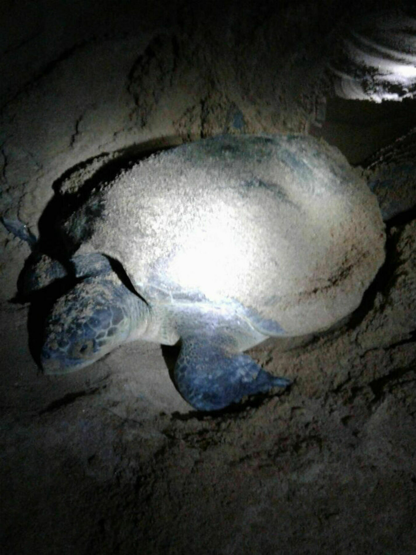 Green Turtle Villa By The Serendipity Collection Bentota Bagian luar foto
